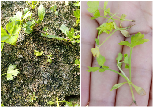 15408022893482774oOz.png 圖片1.png